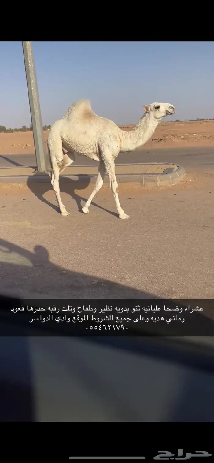 خلفه وضحا عليانيه معها قعود 1