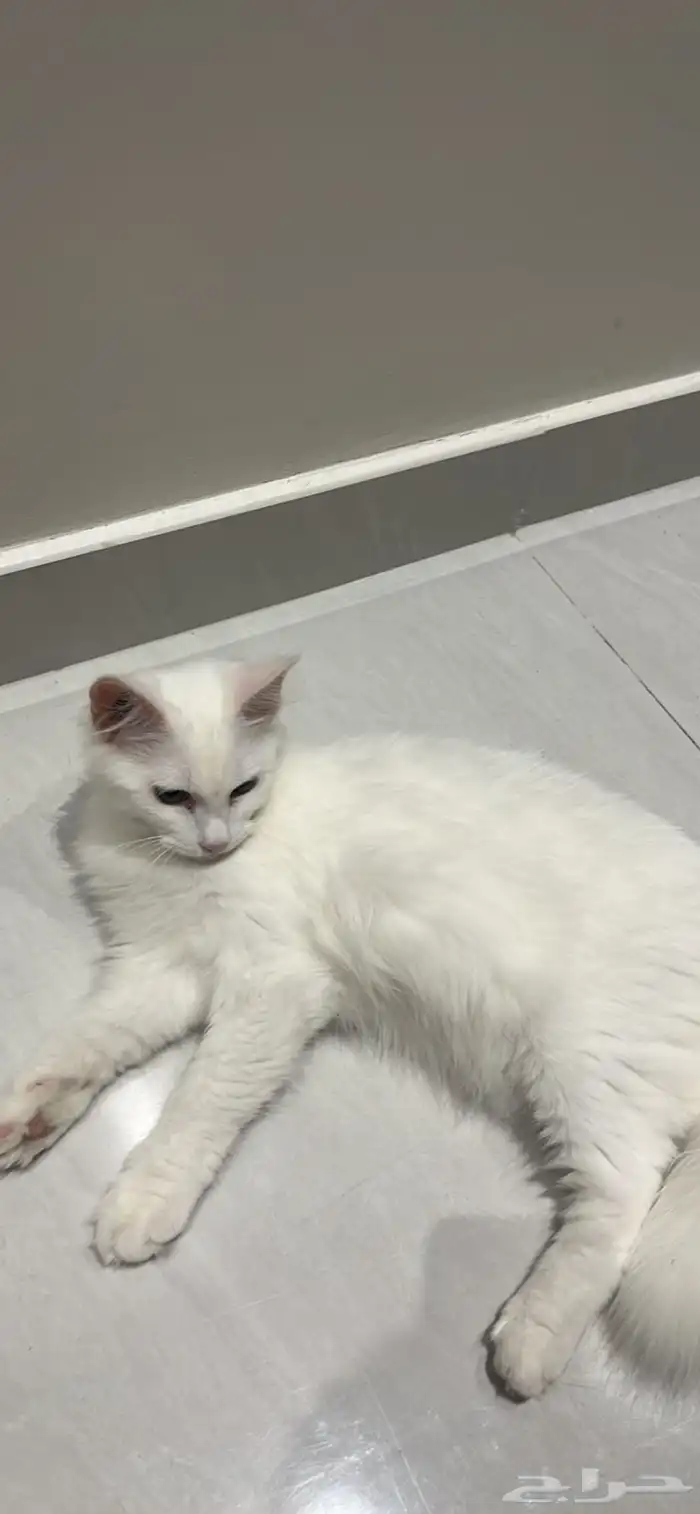 قط شيرازي للبيع 0