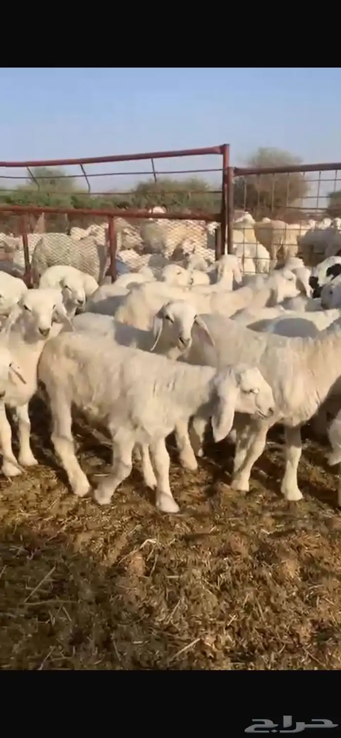 طليان تربيه 1