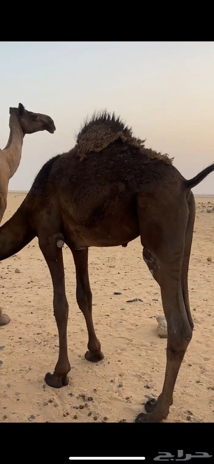 للبيع قعود 0