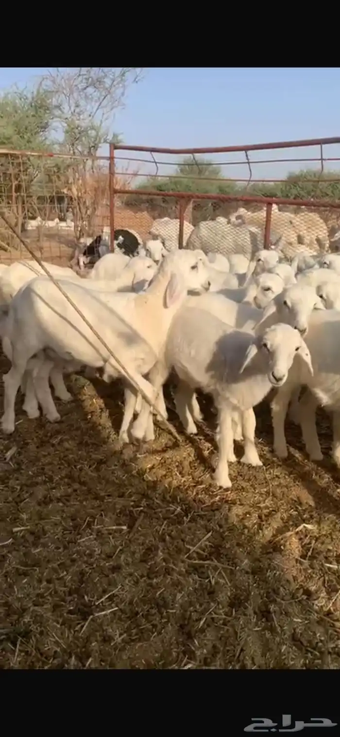 طليان تربيه 0