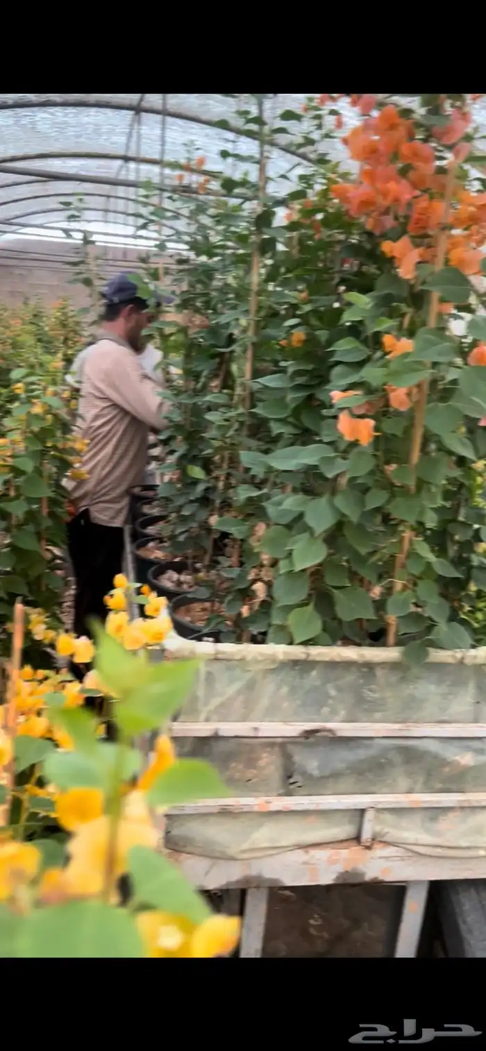 شتلات زينة و مثمره متنوعة بسعر الجملة 4