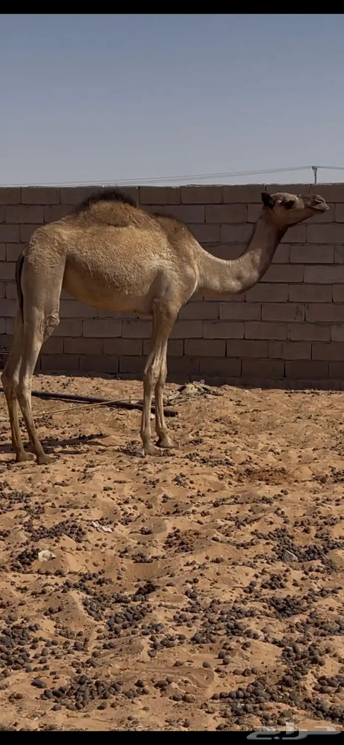 للبيع بكره حقه الان طيبه وسلاله 0