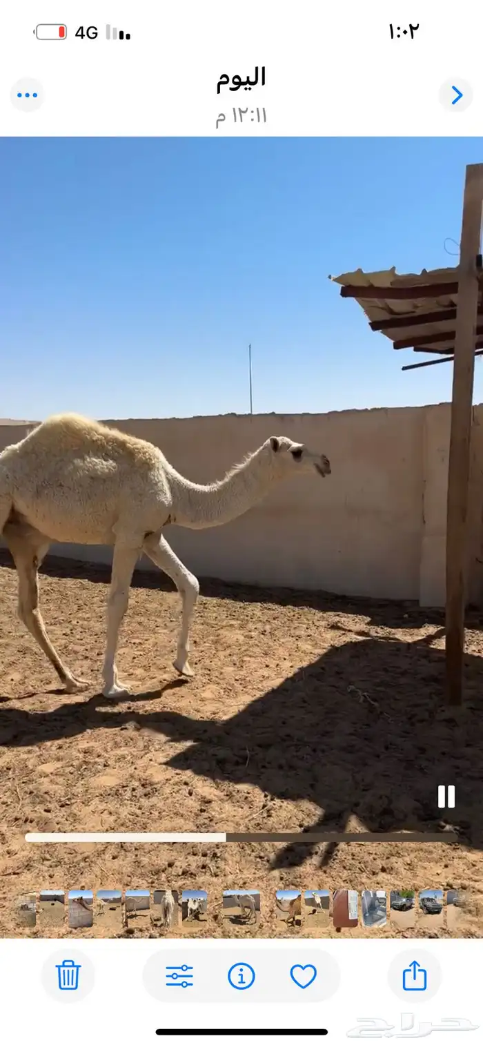 قعود وبكره للبيع 12