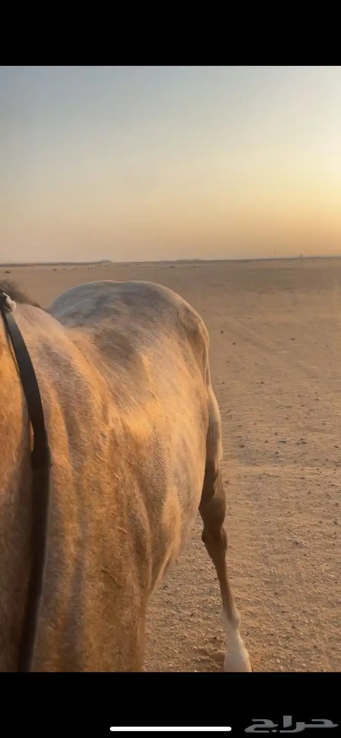 مهره شعبيه شيخه 1