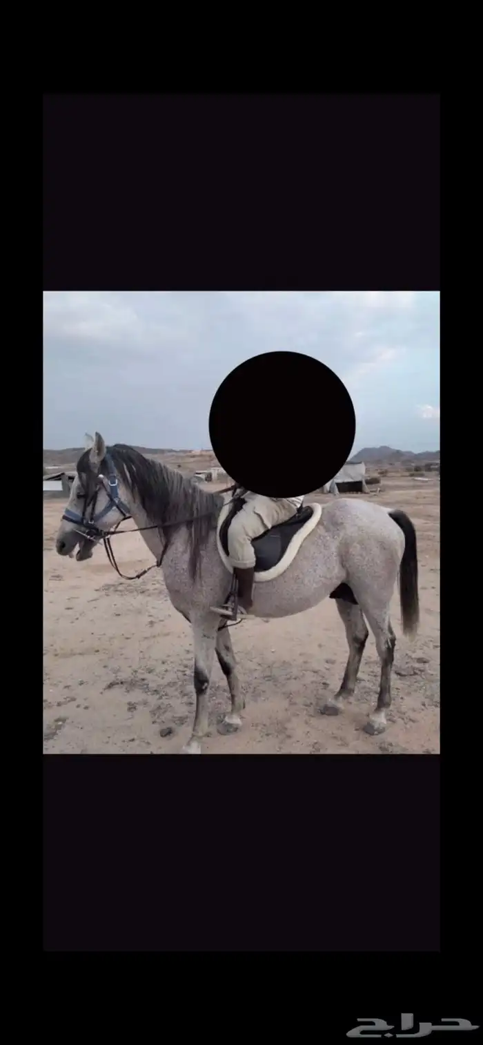 حصان شعبي 0