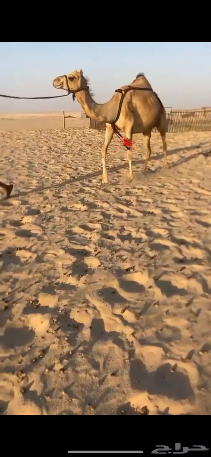 خلفه ذلول طيبه هديه هجن 2