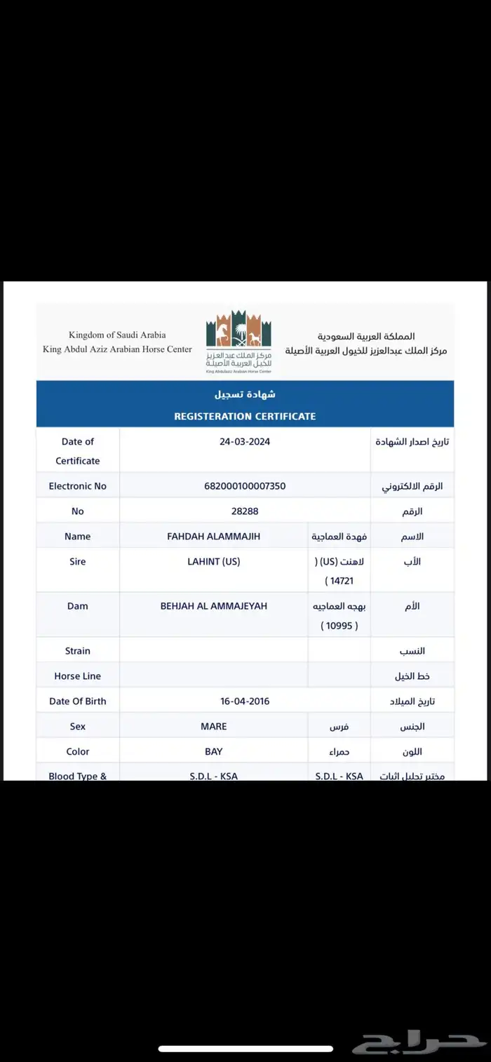 فرس عربيه للبيع معا مهرتها 4