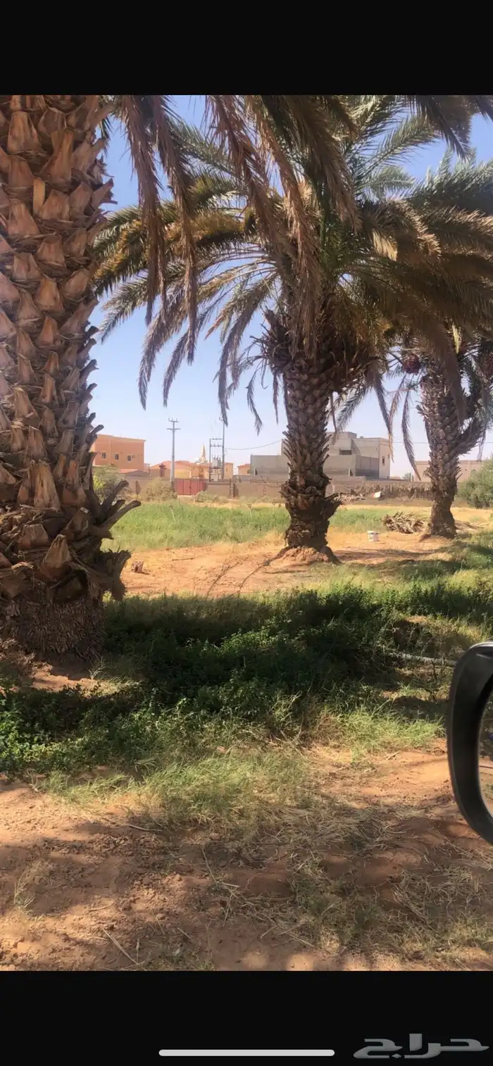 نخل مثمر 3