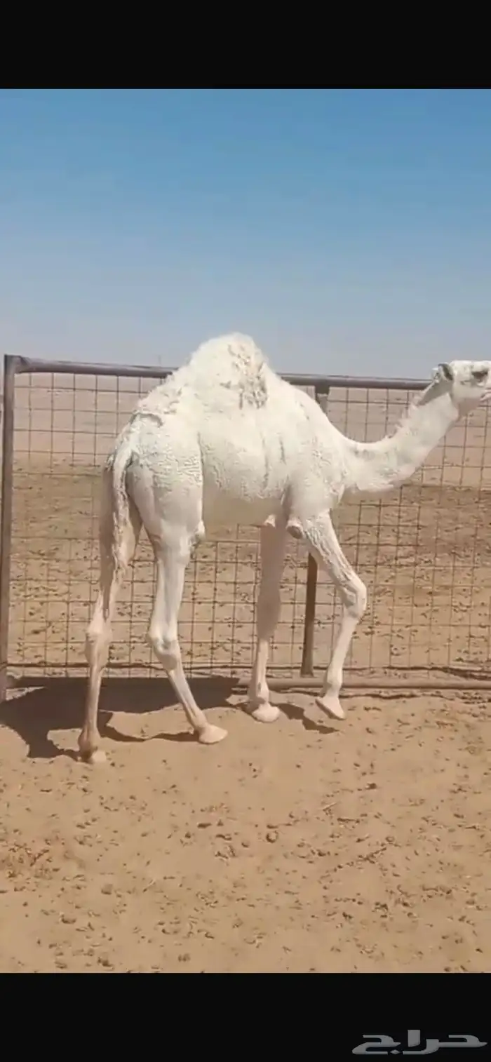حاشي بري على حليب امه 3