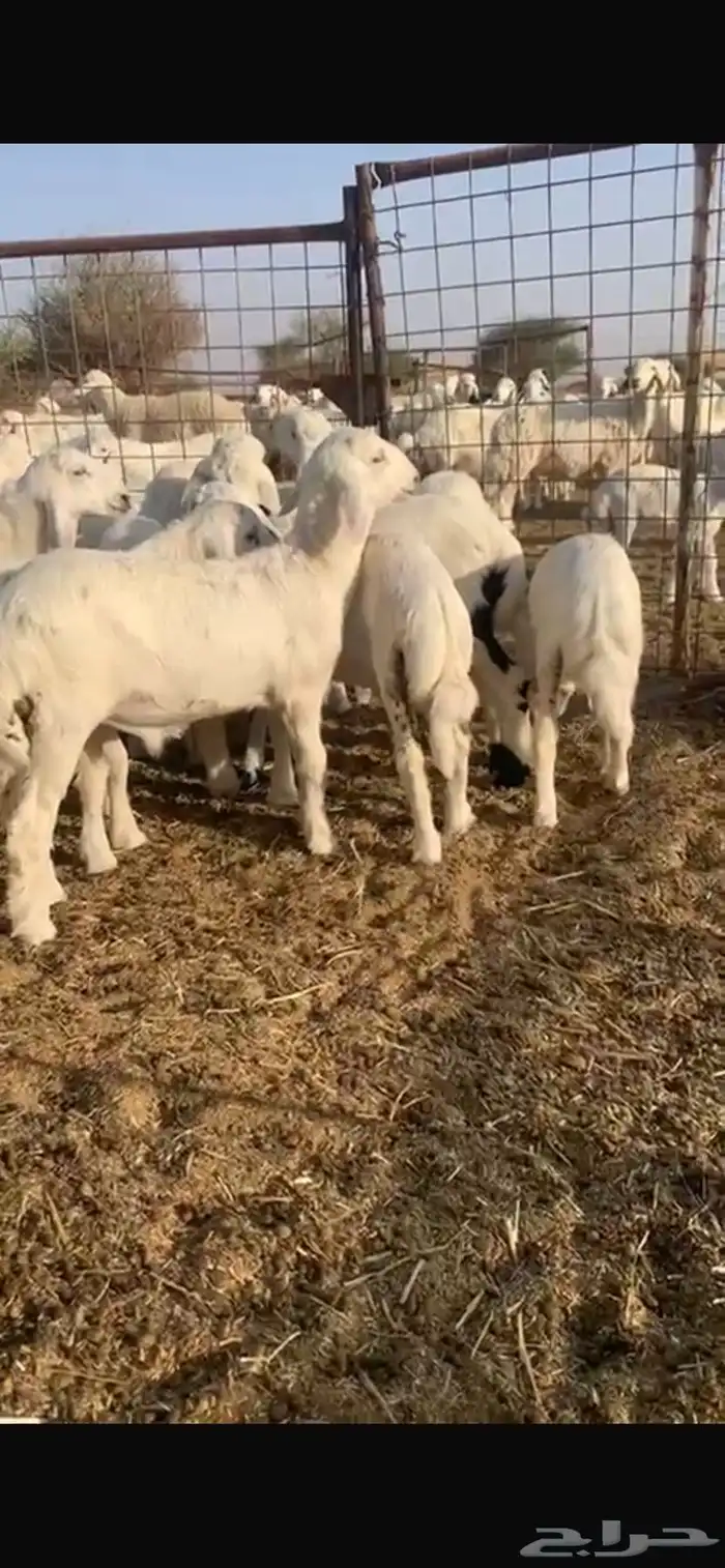 طليان تربيه 2