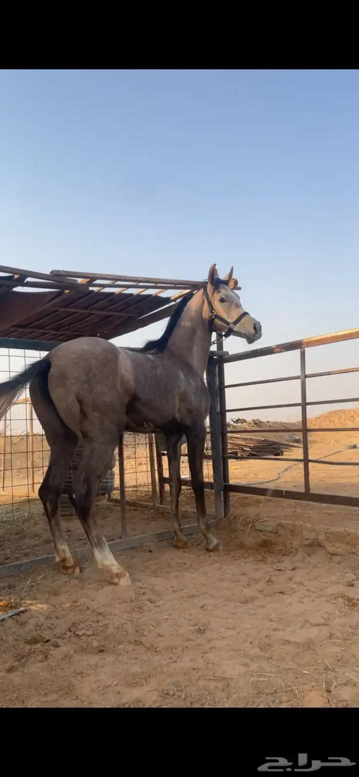 مهره شعبيه شيخه 0
