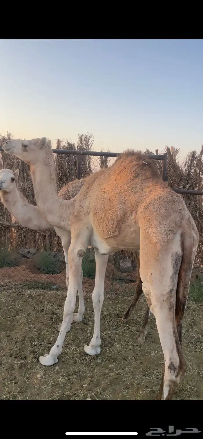 بكره 1