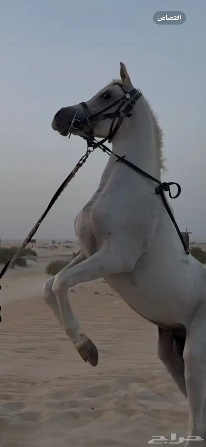حصان واهو شيخ 1