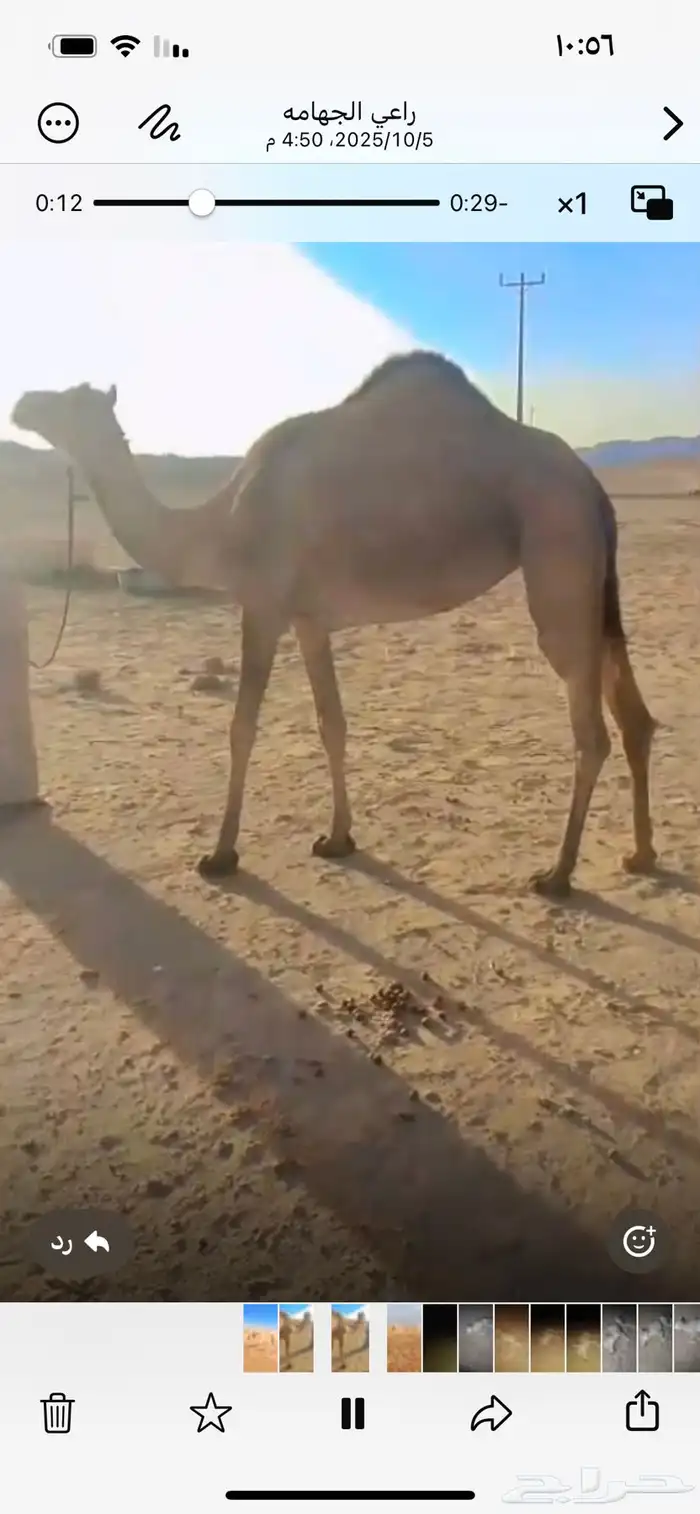 بكره ذلول مهجنه جذعه ابوها ولد الجذاب الي عند البلوي 1