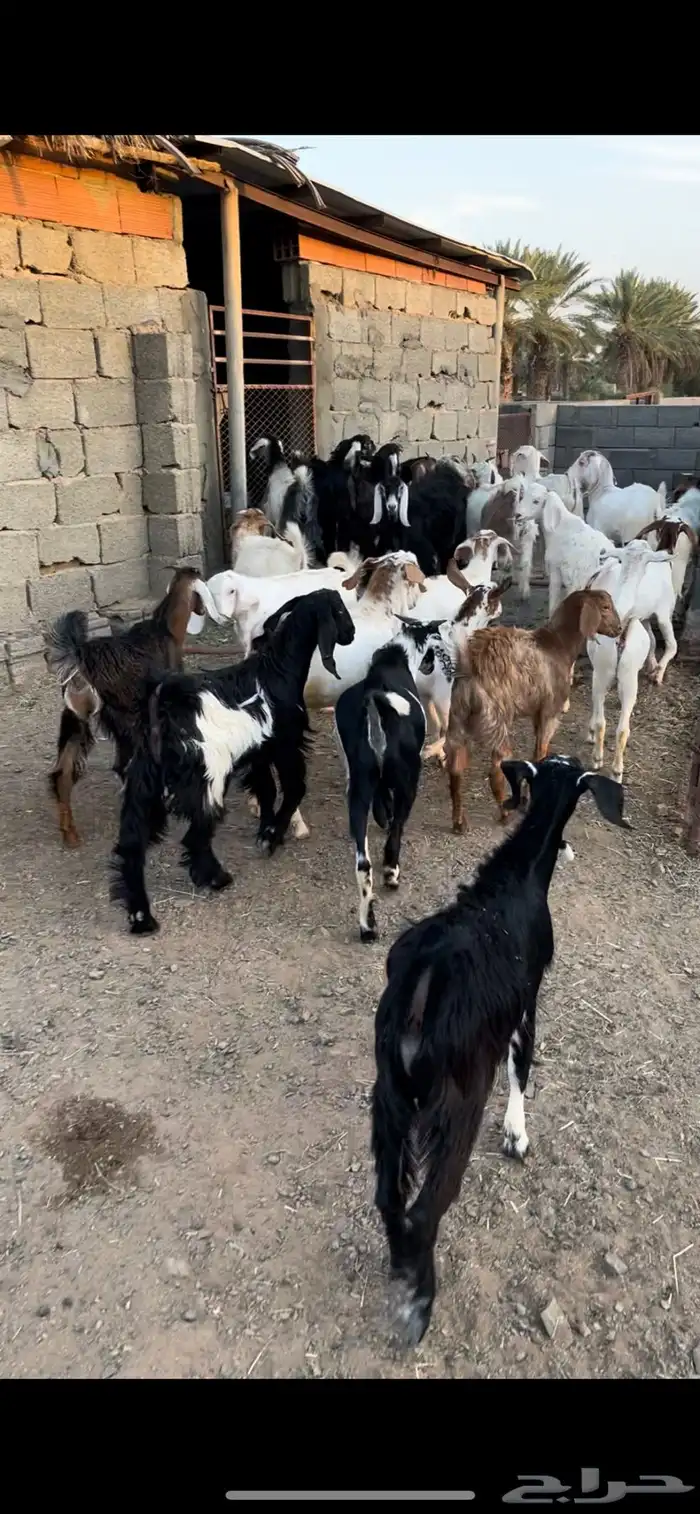 تيوس للبيع 1