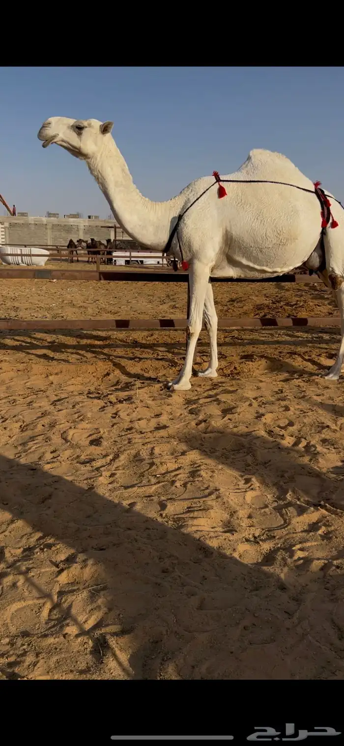 خلفه وضحا عليانيه معها قعود 2