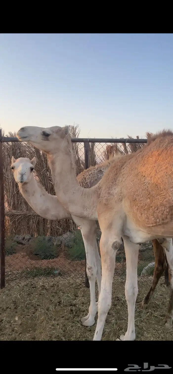 بكره 0