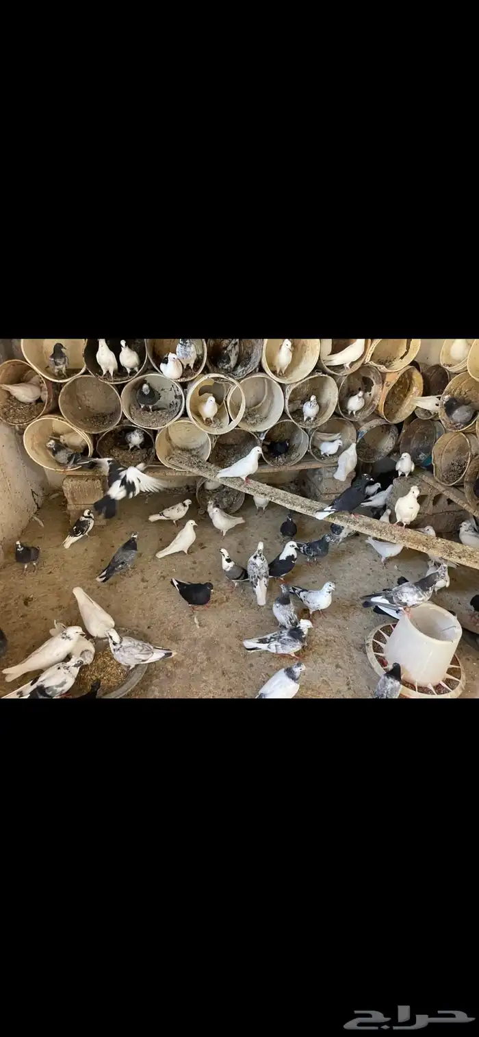 هندي وقلابي 0
