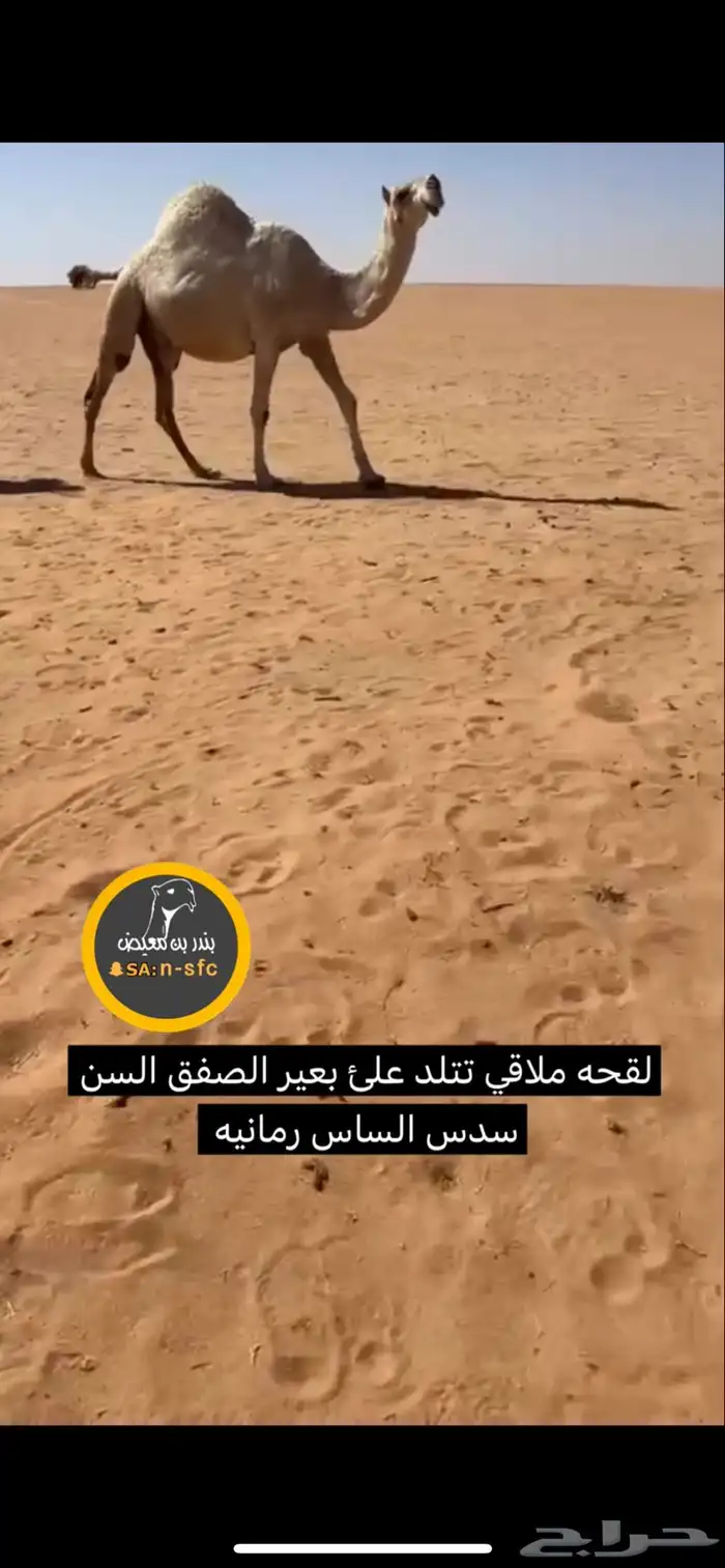 تم البيع الملاقي 0