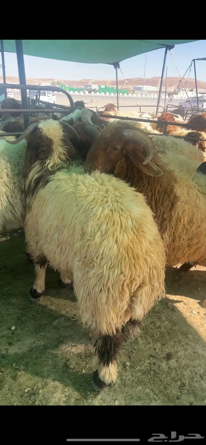 خرفان وفطايم 2