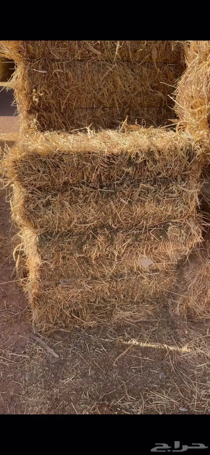 للبيع برسيم مخلوط 3