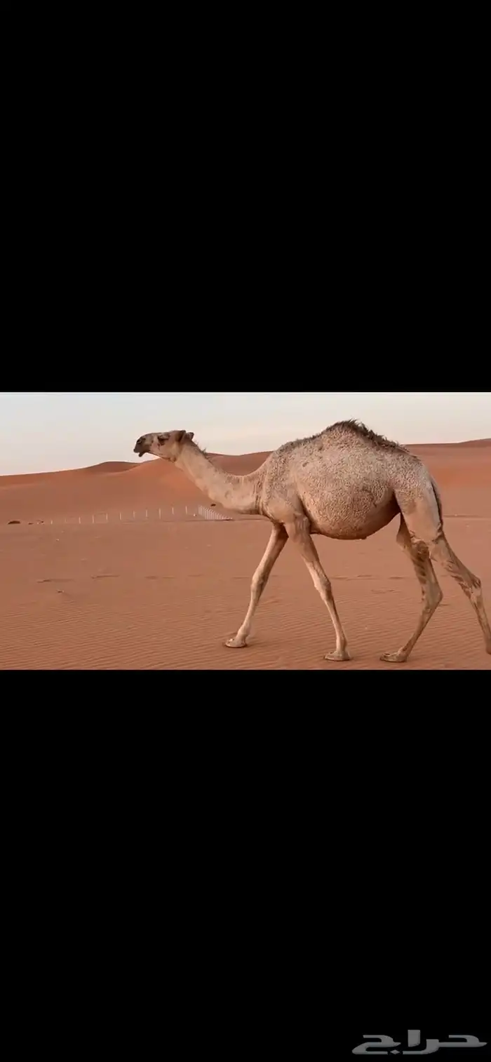البكره باتليه 0