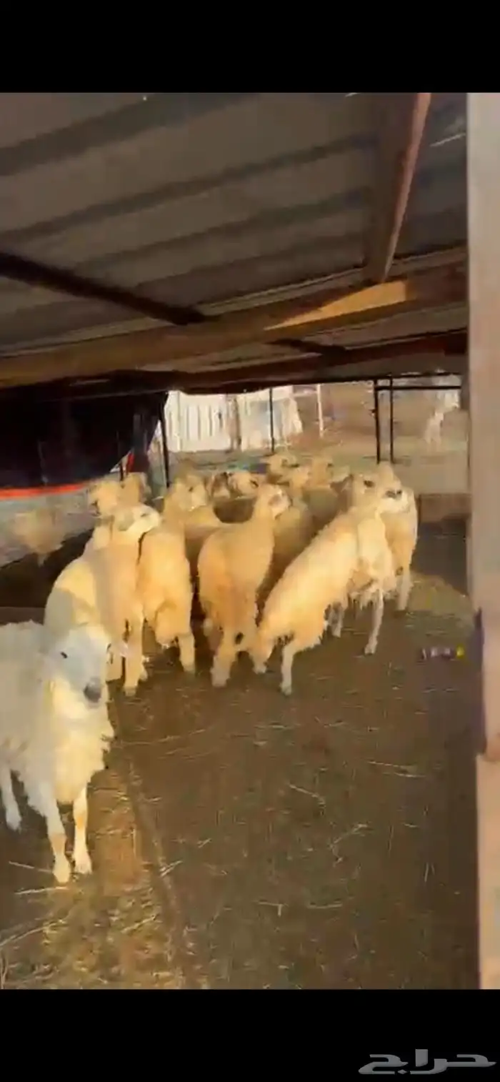 طليان حريه مناسبات 2