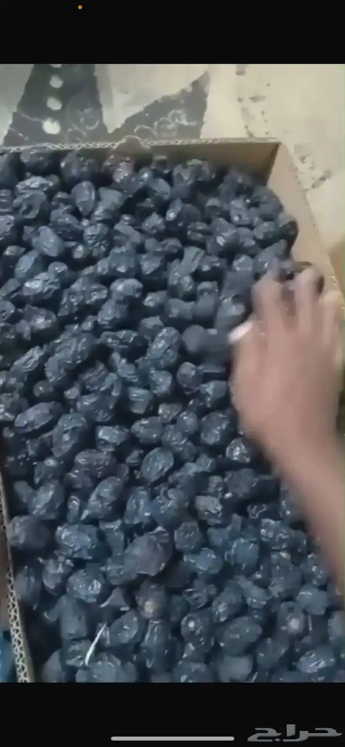 تمور عجوه 0