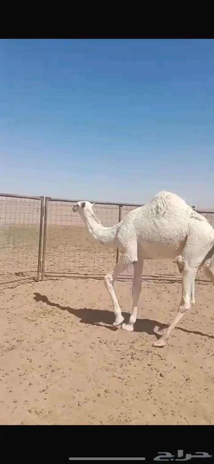 حاشي بري على حليب امه 1