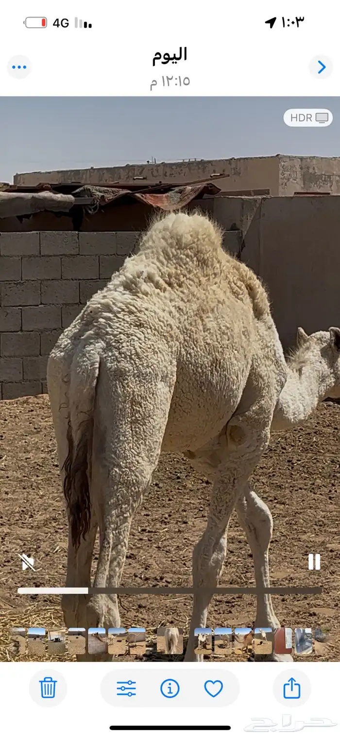قعود وبكره للبيع 2