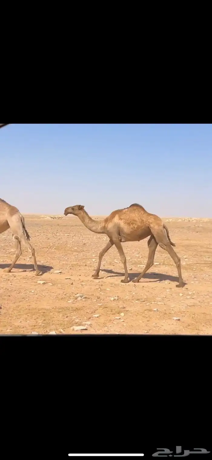 بكره صفرا للبيع 0