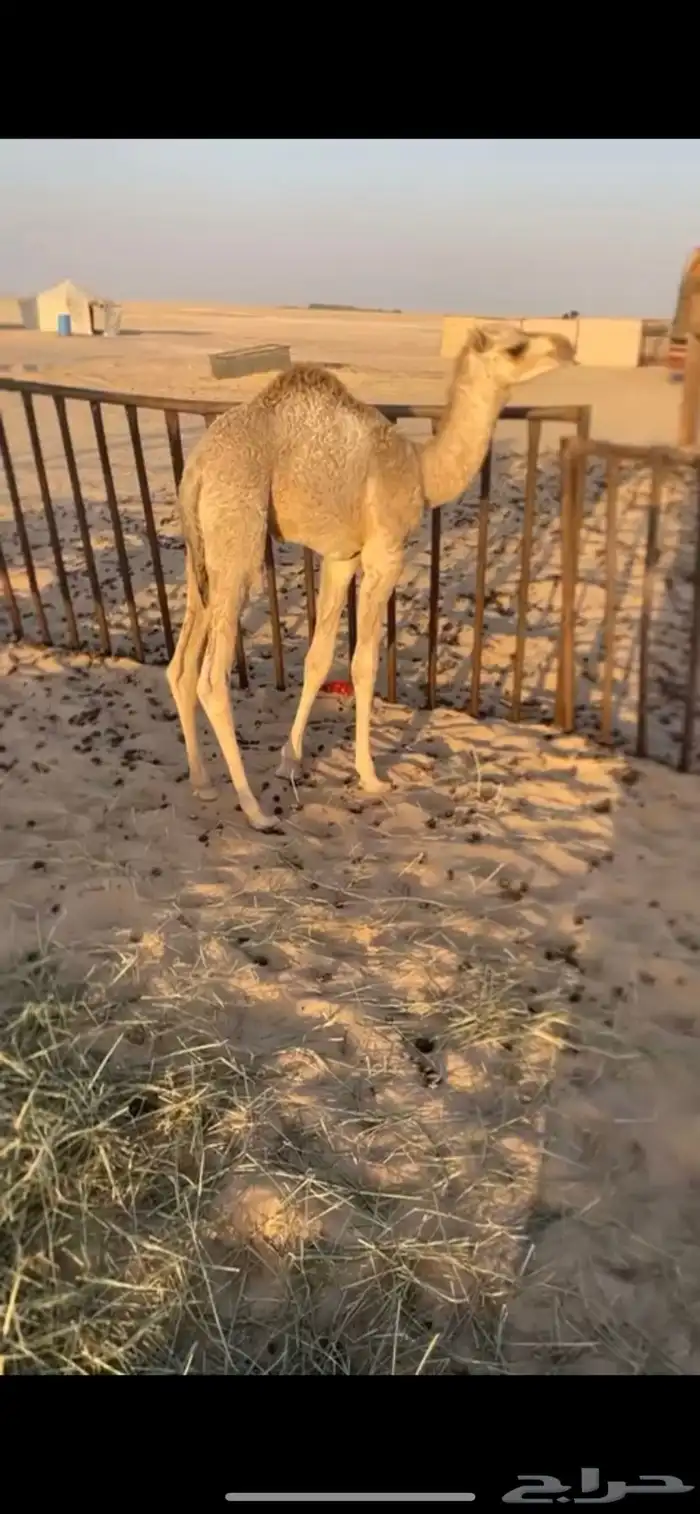 خلفه ذلول طيبه هديه هجن 3