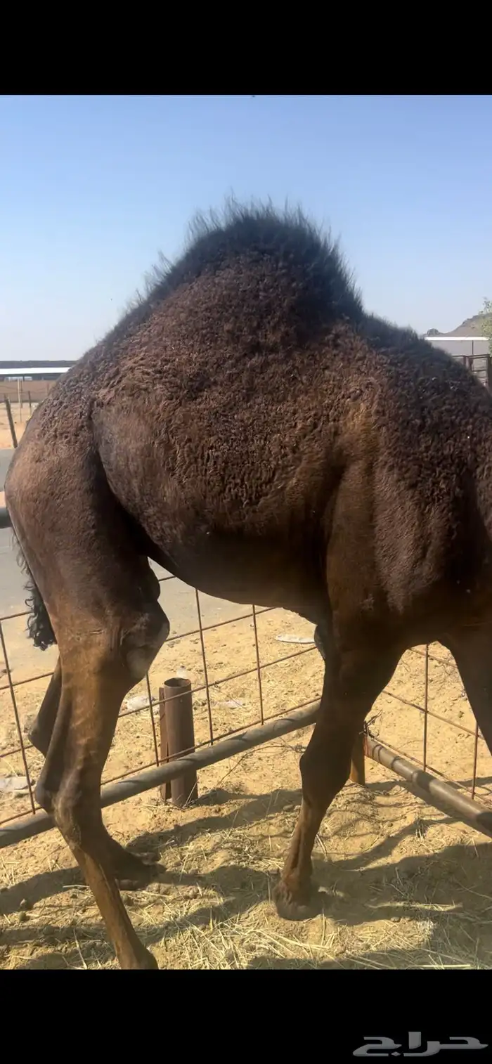 قعود جاي من تحت امه على الحليب للبيع 0