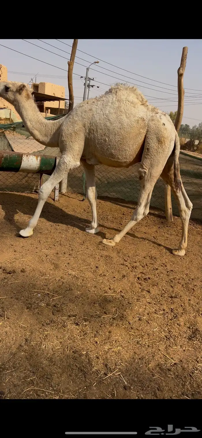 للبيع قعود 0