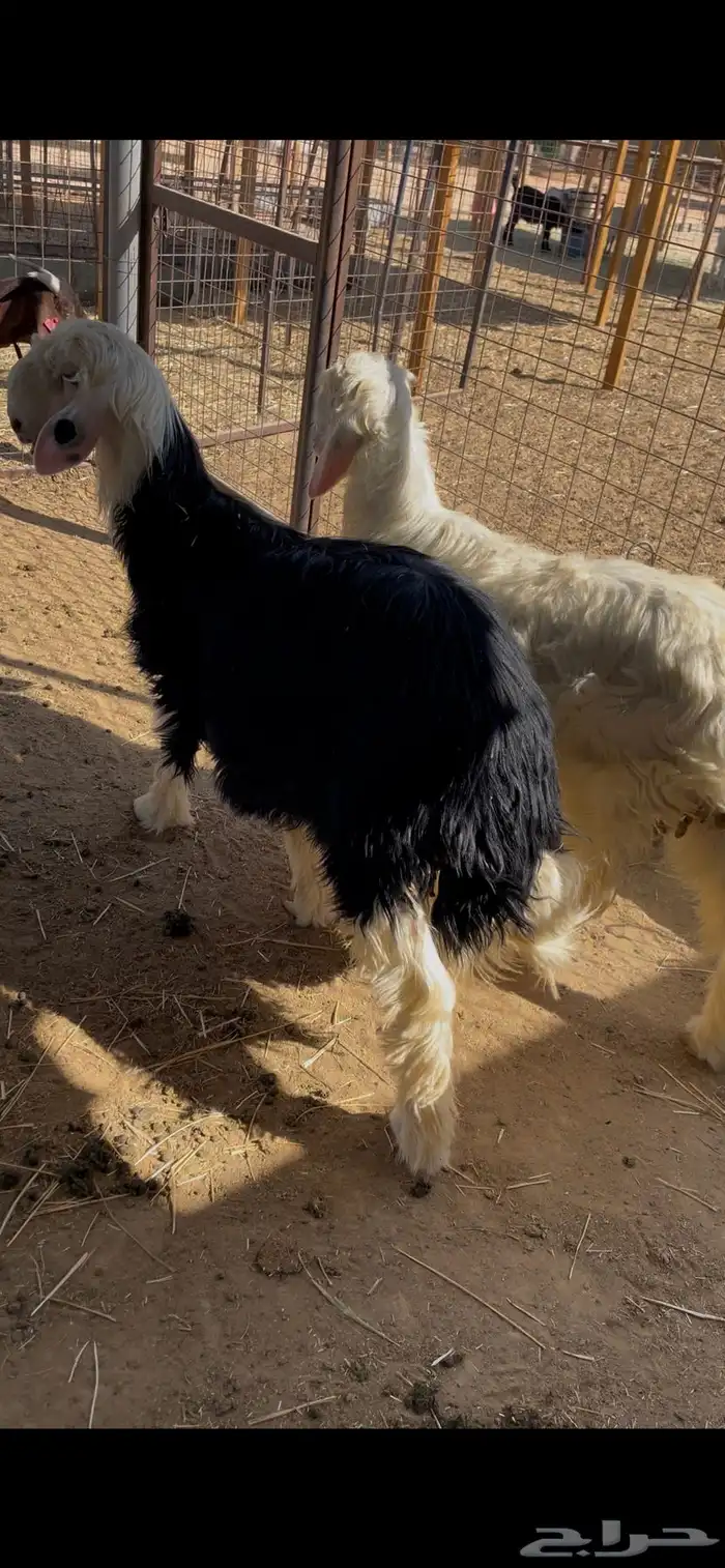 خرفان نجد 0