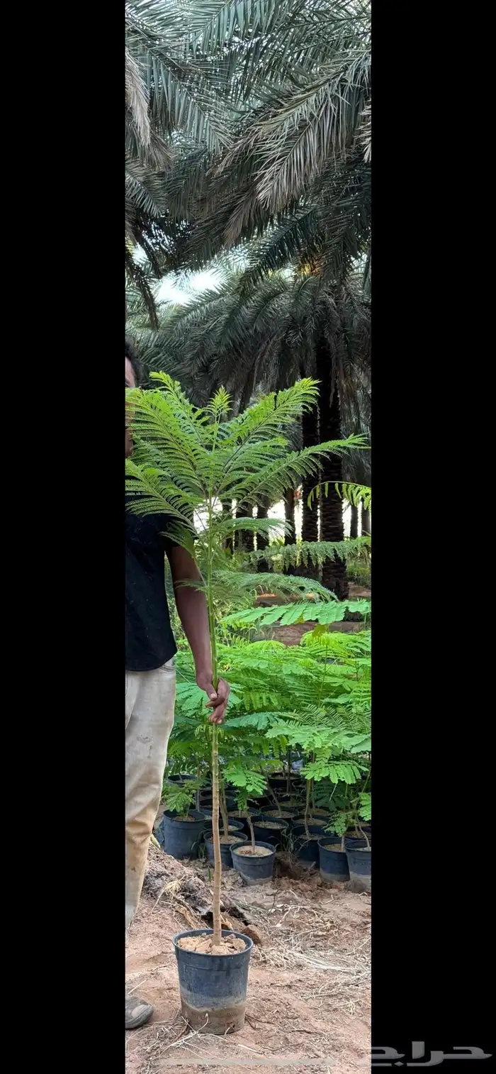 شجرة الجاكراند 8