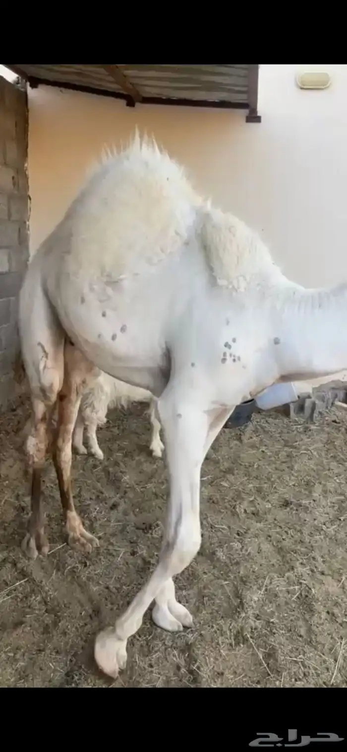 قعدان فاخره شحم 1