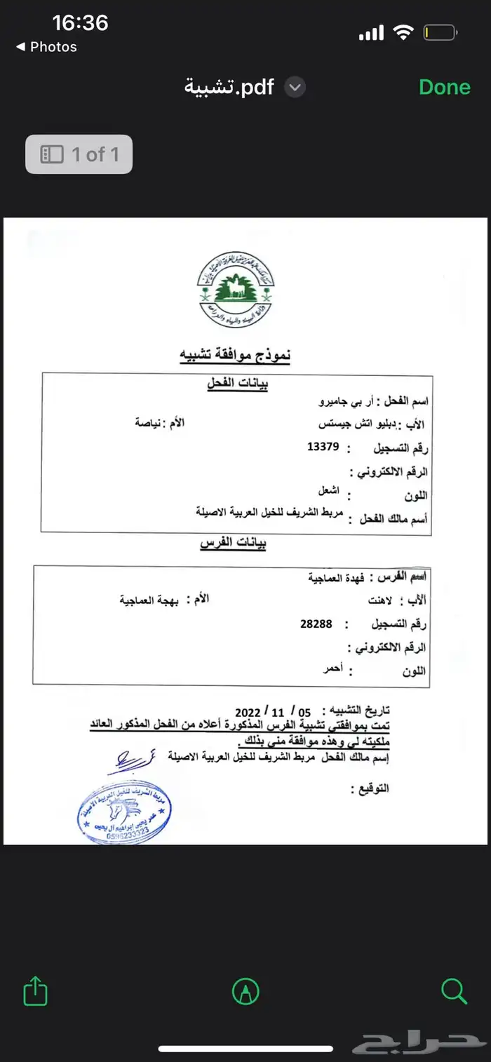 فرس عربيه للبيع معا مهرتها 5