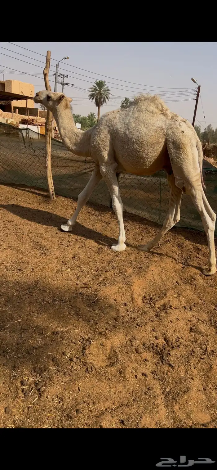 للبيع قعود 1