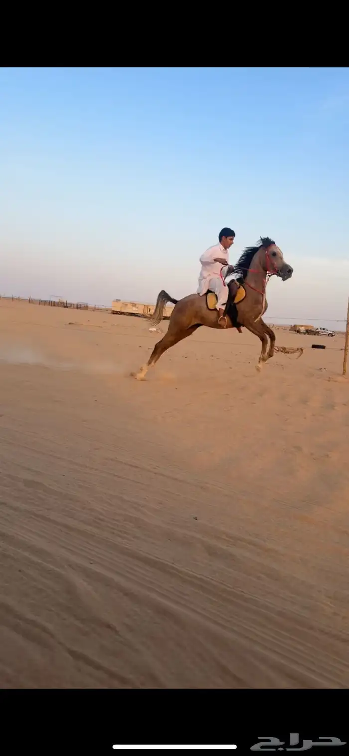مهره شعبيه شيخه 3