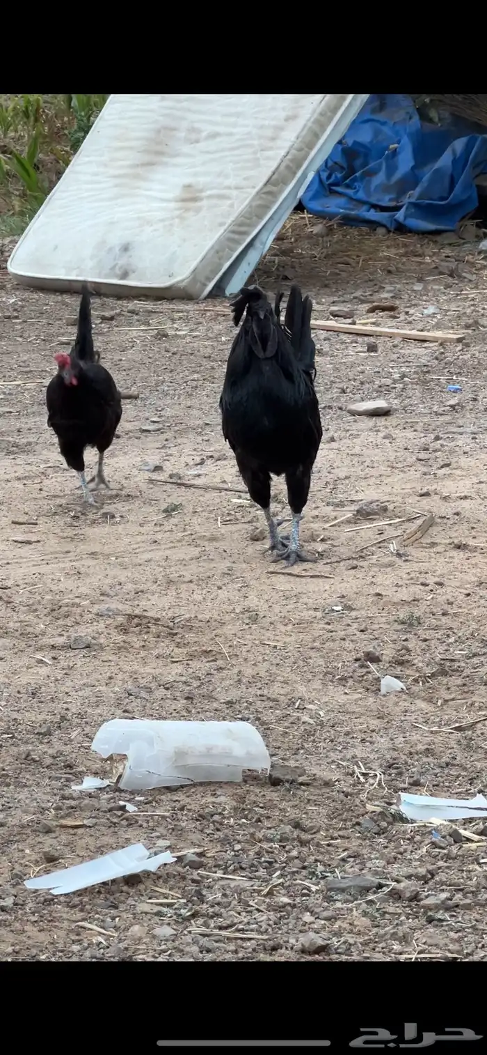 ديك اسود للبيع 2