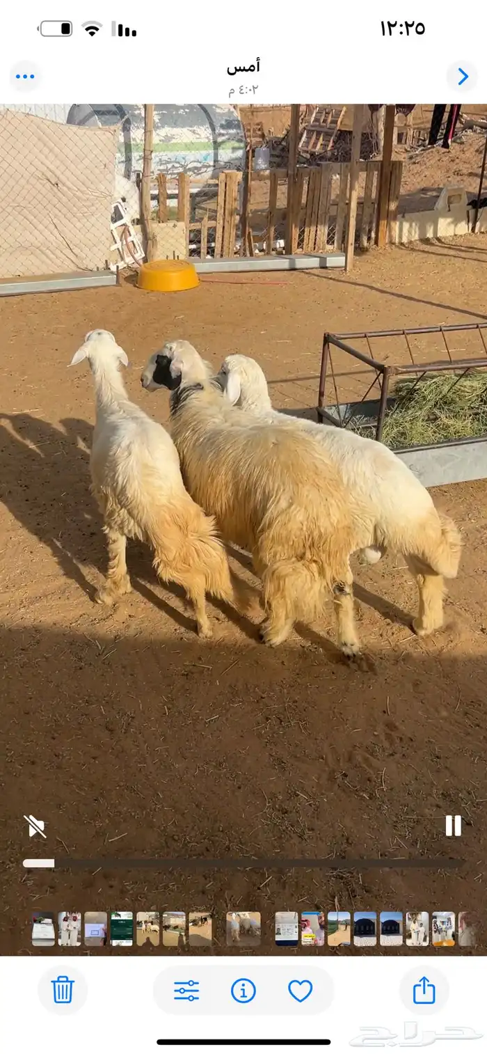 خرفات كرامات فل الفل 2