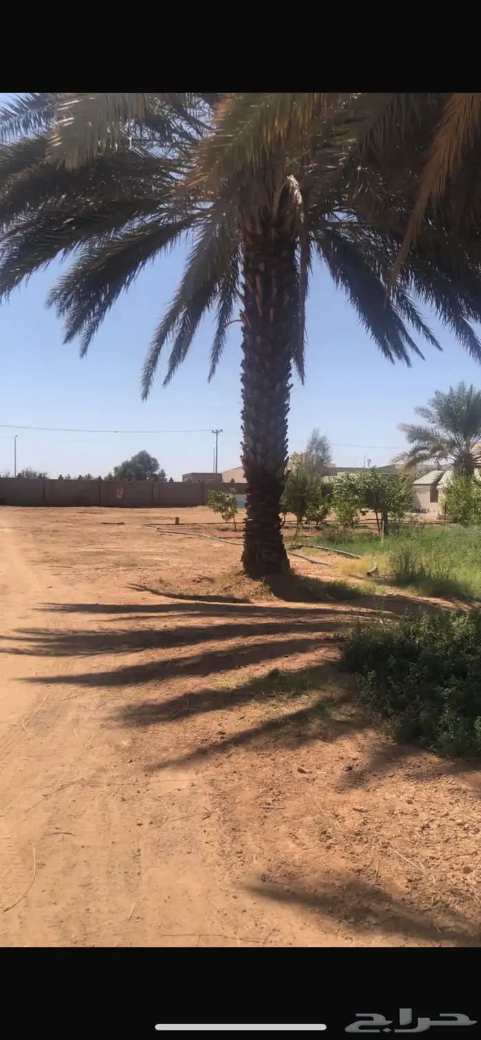 نخل مثمر 2
