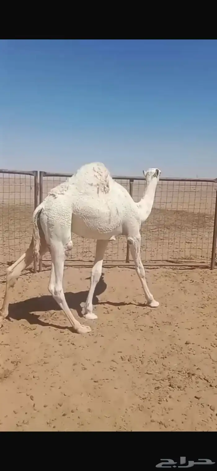 حاشي بري على حليب امه 2