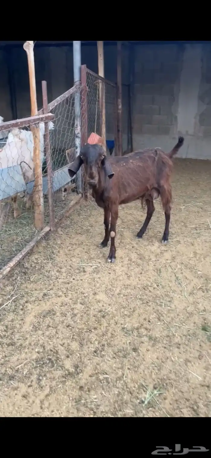 عنز سوريه للبيع 1