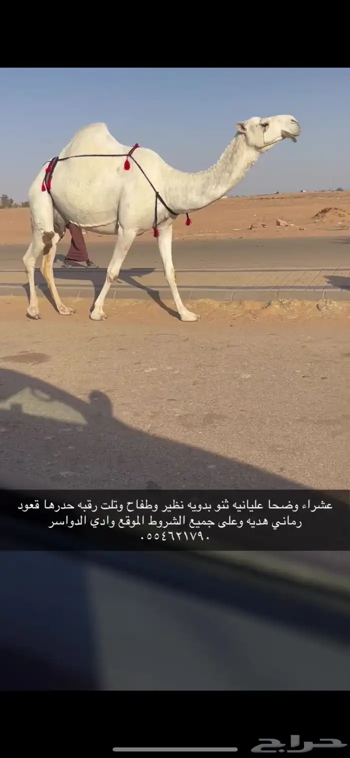 خلفه وضحا عليانيه معها قعود 0