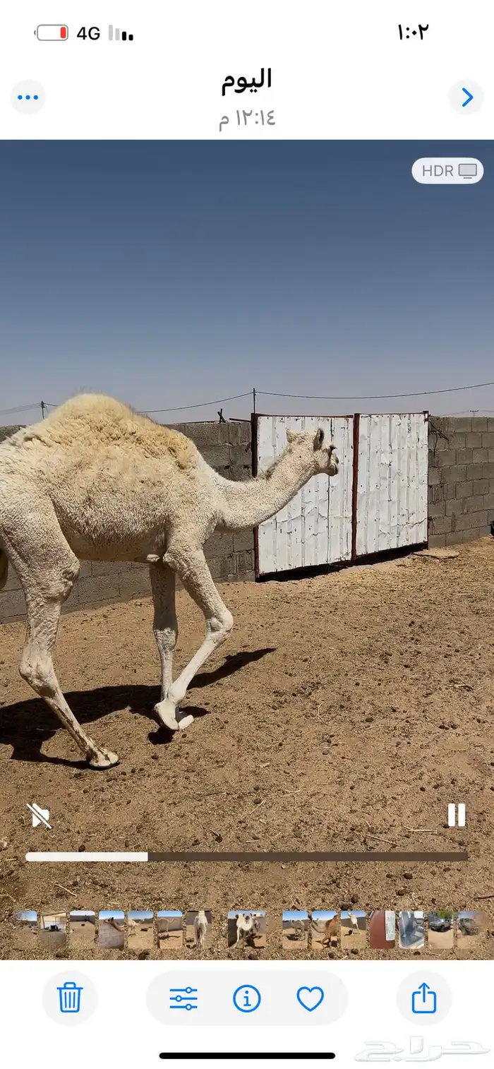 قعود وبكره للبيع 8