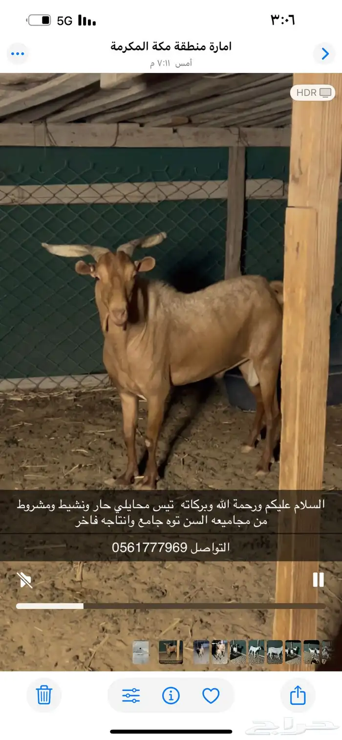 تيس محايلي للبيع 0
