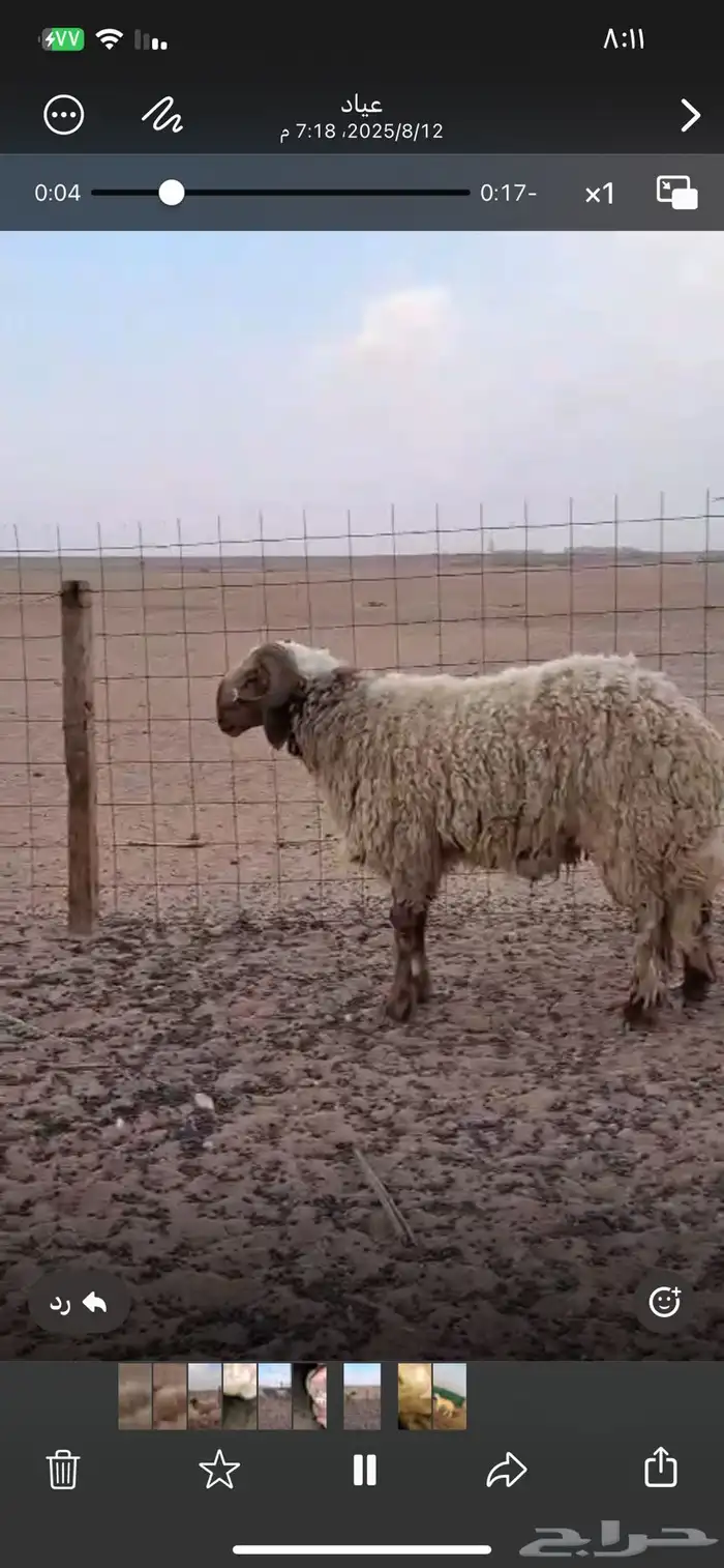 حروف نعيمي طيب صنف شرط الصحه والقريع 3